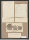 Stictodiscus haitianus Tr. et W. (de-Toni-Nr.: Genus 205, Species 5238) Zeichnungen Sammlung Grunow Nr. 9031 (NHMW-BOT-W0378753)